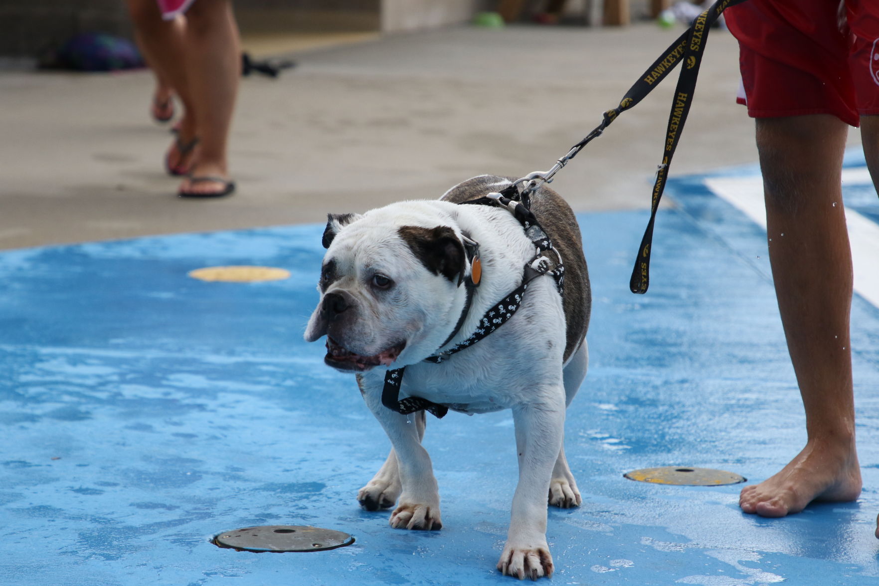 Dogs at the pool (66).JPG